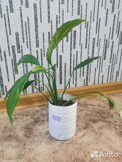 Спатифиллум гаити