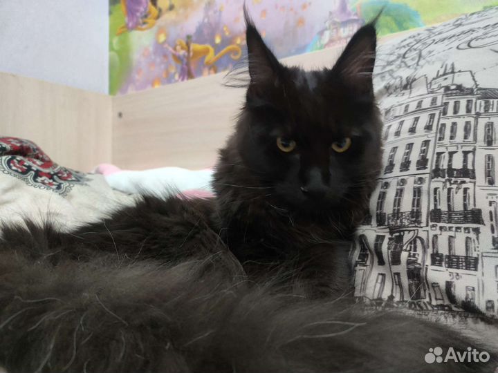 Кот мейн-кун
