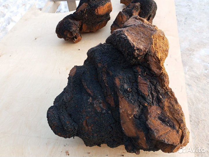 Чага березовый гриб сушеная