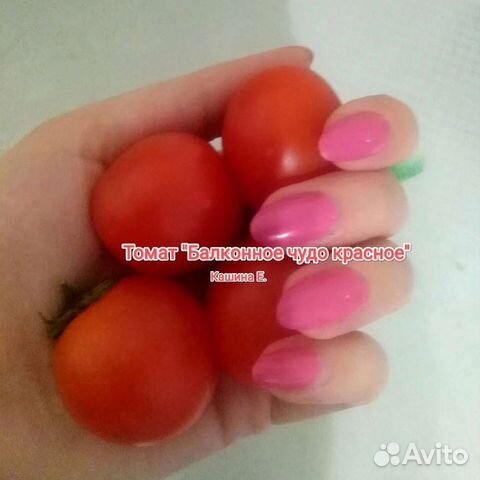 Комнатные томаты черри