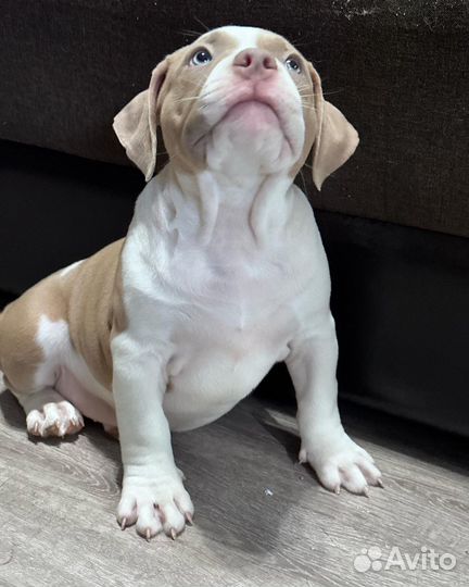 Американский булли стандарт