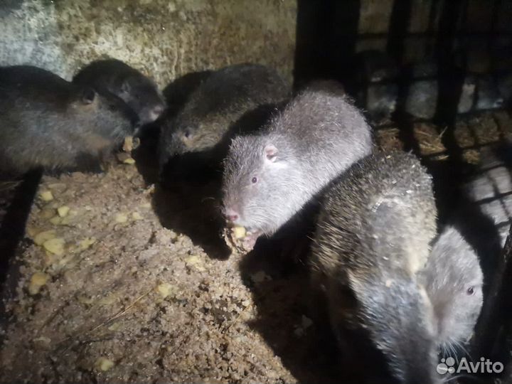 Нутрии на племя и мясо