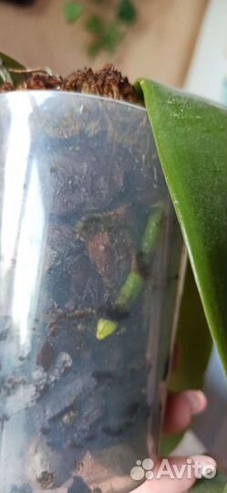 Орхидея фаленопсис