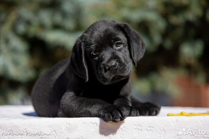 Щенки лабрадора
