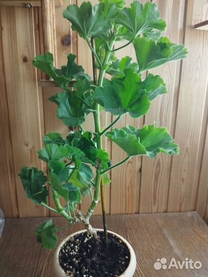 Пеларгония сортовая (Герань)