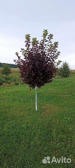 Черемуха краснолистная Шуберта