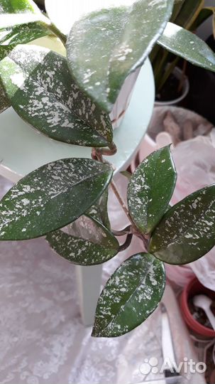 Хойя. Лиана