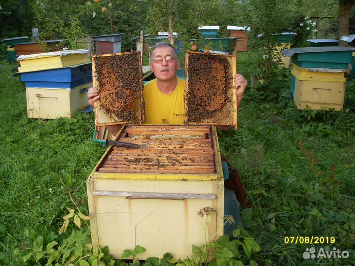 Пчёлы Карника- отводки