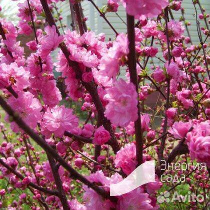 Сакура саженцы