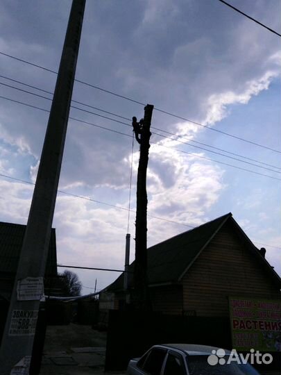 Спил деревьев