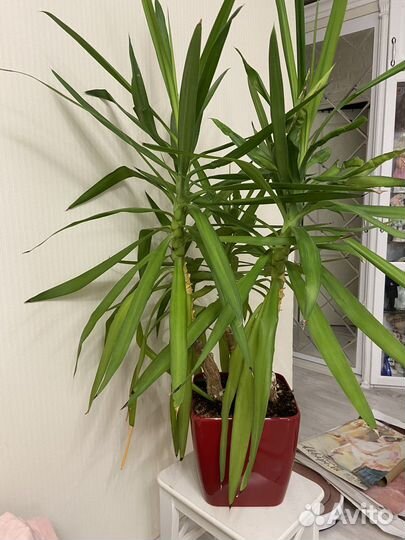 Пальма юкка большая