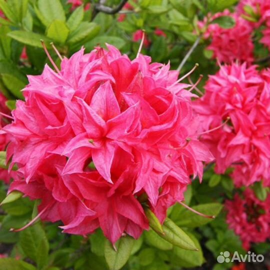 Рододендрон Хоумбуш(листопадный)