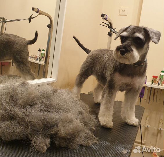 Грумер в салоне стрижка собак