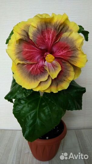 Сортовые гибискусы