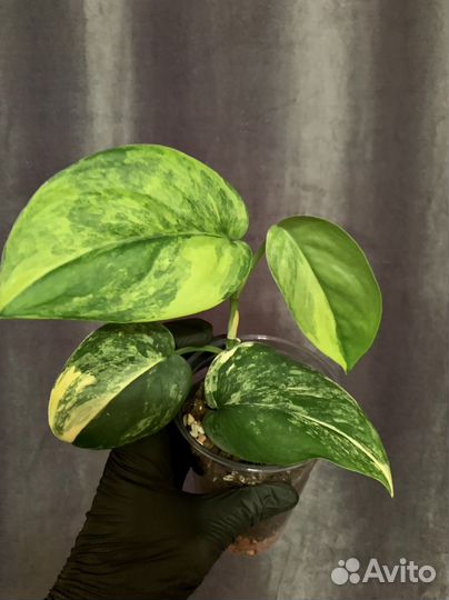 Сциндапсус жаде сатин вариегатный