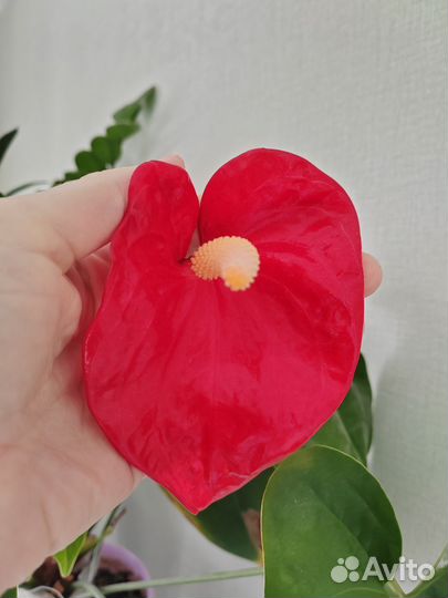 Антуриум красный