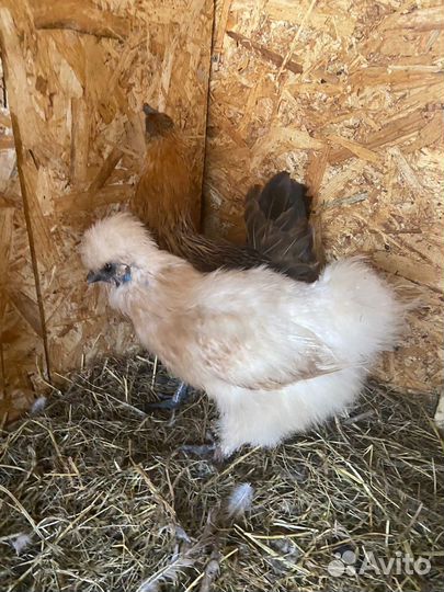 Китайские шелковые куры