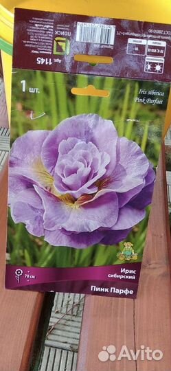 Ирис сибирский Пинк Парфе
