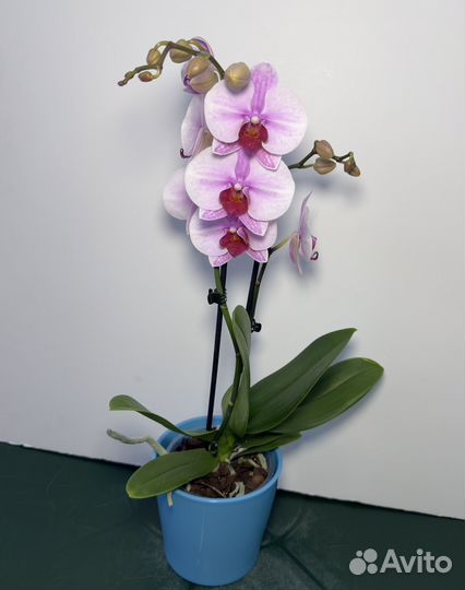 Орхидея фаленопсис