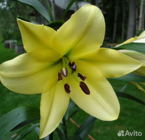 Лилии луковицы