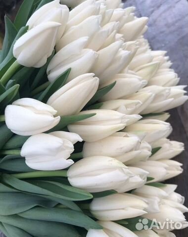 Луковица тюльпанов оптом 12;14+для выгонки