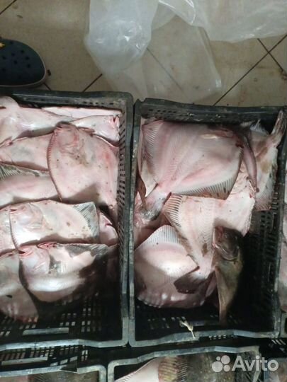 Рыба камбала Азовская