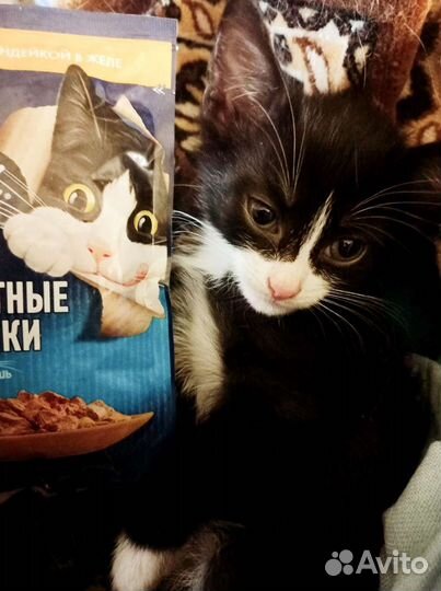 Котик Феликс. Котята