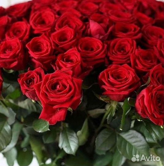 Розы Цветы Букеты 25 51 151 201 101 301 501 опт