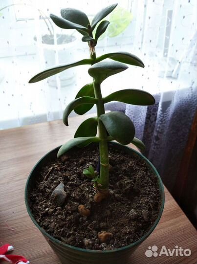 Денежное дерево