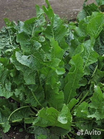 Хрен рассада