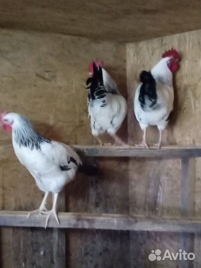 Петухи