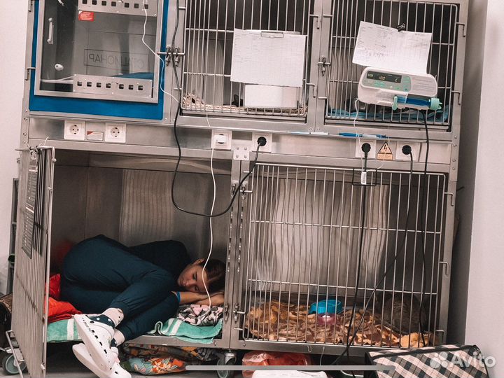 Ветеринарный врач