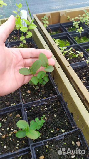 Жимолость Аврора