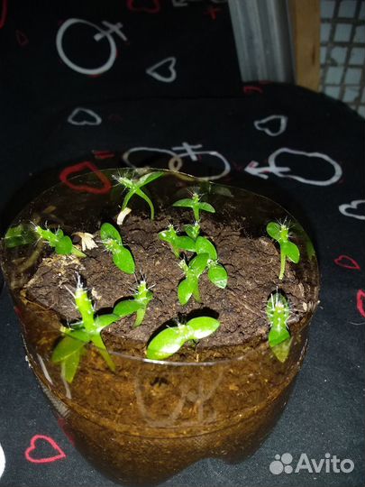 Саженцы питахайя