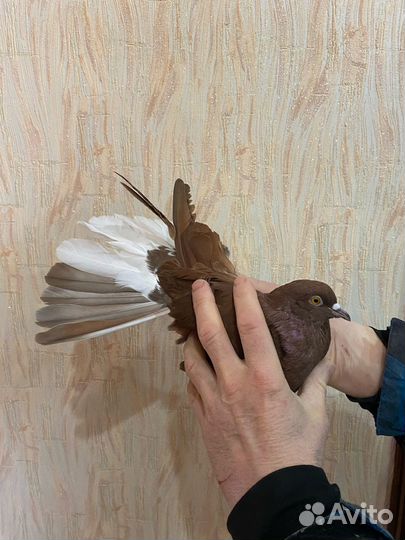 Николаевские голуби