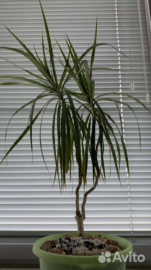 Драцена. Фикус