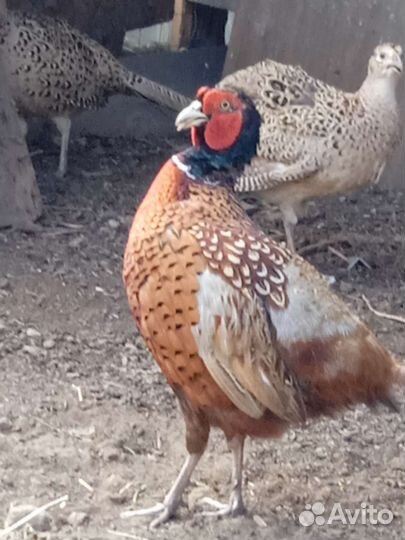 Семья фазанов