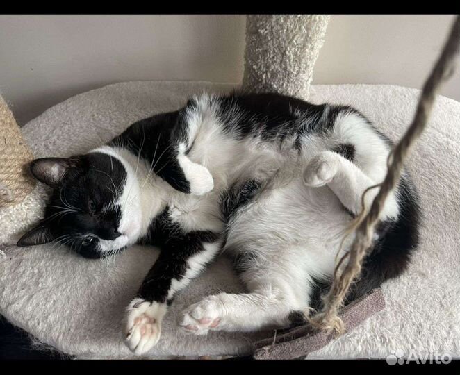 Очаровательная Мила отдается в добрые руки