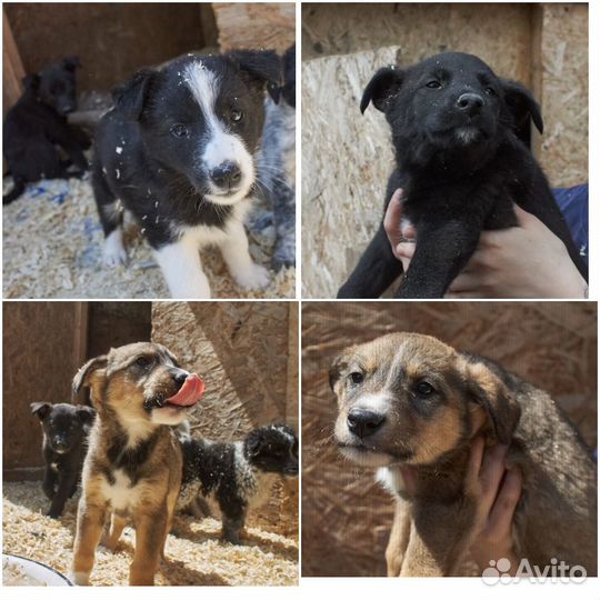 Письмо Маме (щенки из отлова)