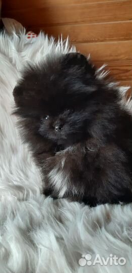 Померанский шпиц мини девочка мишка