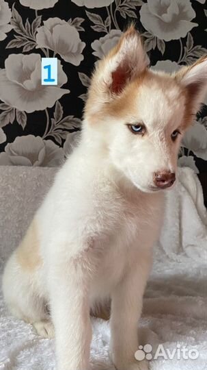 Щенки хаски