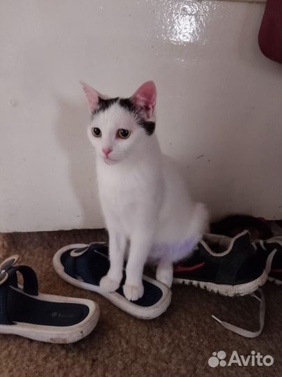 Кот и 2 кошки стерильные в добрые руки