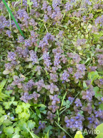 Цветы, многолетники