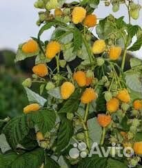 Малина, годжи, смородина, ежевика