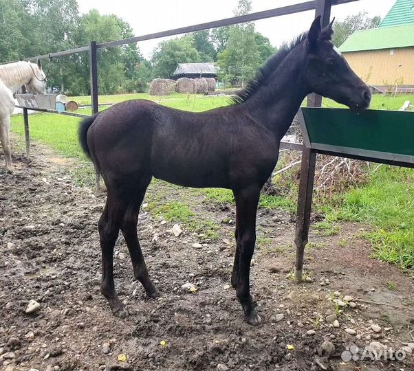 Лошади,чк,увп