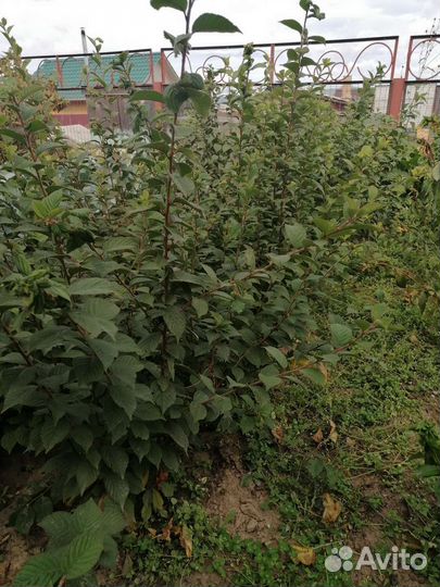 Растения саженцы