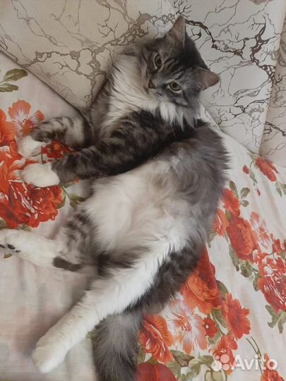 Тиша в поисках дома