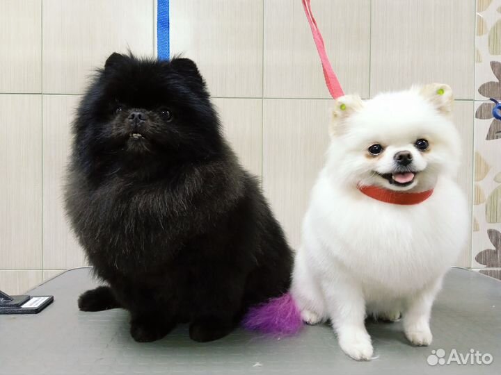 Услуги Профессионального Грумера