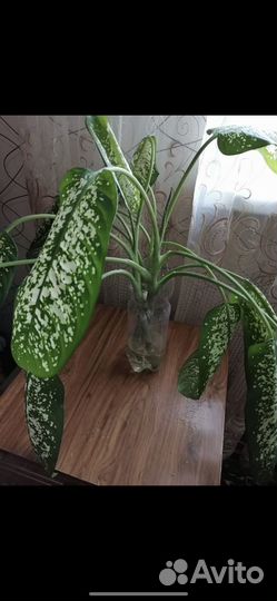 Диффенбахия