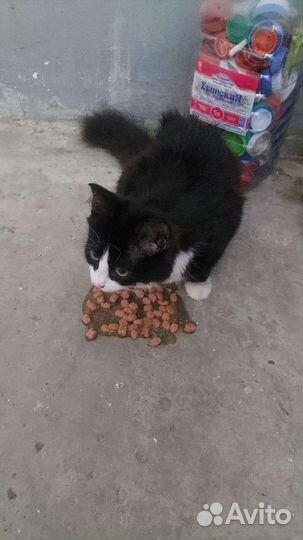 Кошка в дар бесплатно